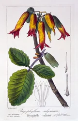 Bryophyllum calycinum, oder Kalanchoe pinnata